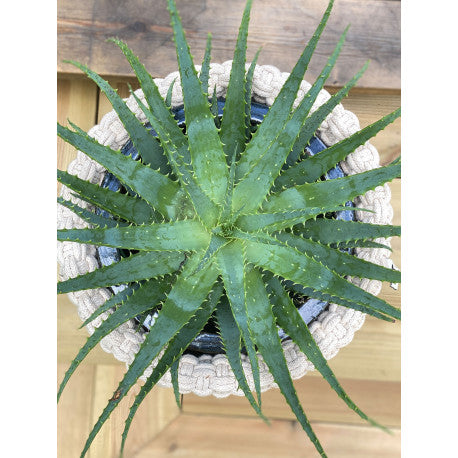 Korg Rope Large Natur